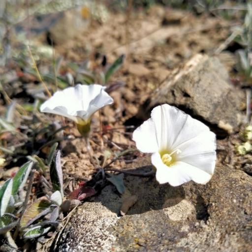 Convolvulus waitaha other