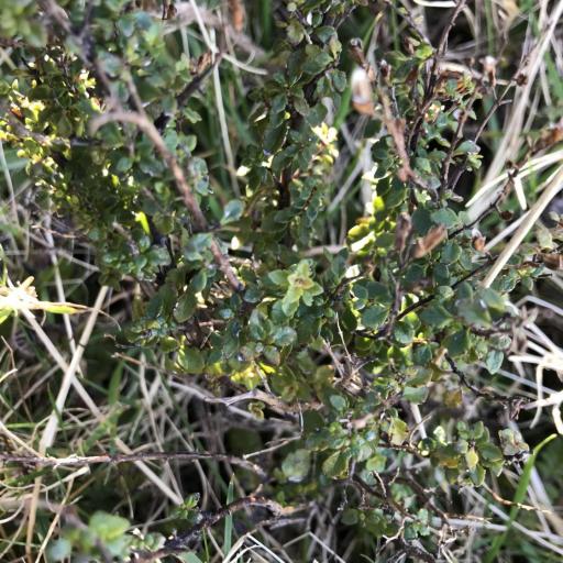 Euphrasia cuneata — related species from the same genus