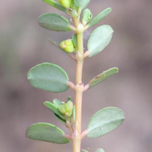 Euphorbia blodgettii other