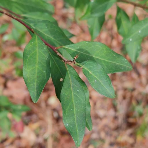 Ditrysinia fruticosa — search result for 'Stillingia'