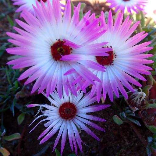 Cleretum bellidiforme other