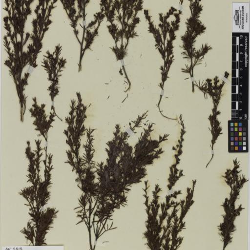 Kunzea linearis — houseplant care guide