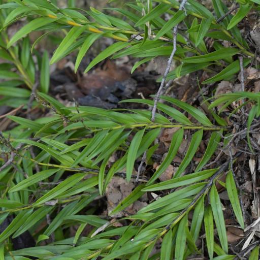 Earina autumnalis other