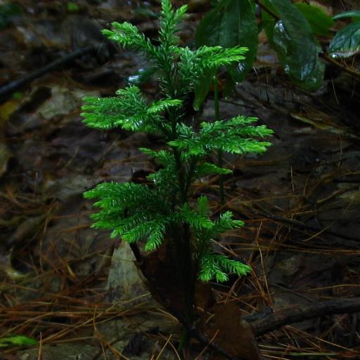 Lycopodium dendroideum other