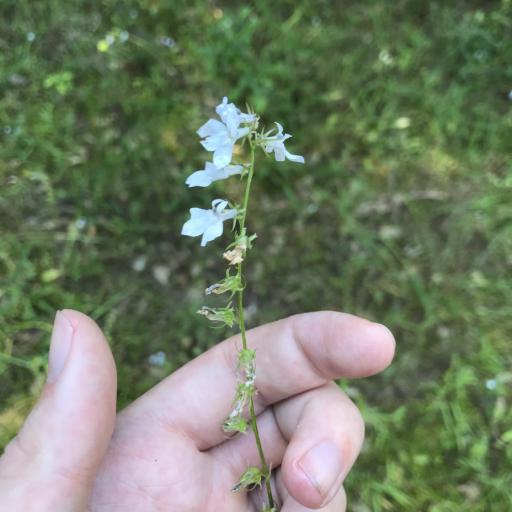 Lobelia appendiculata other