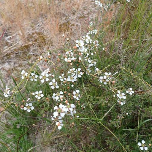 Leptospermum myrsinoides — houseplant care guide