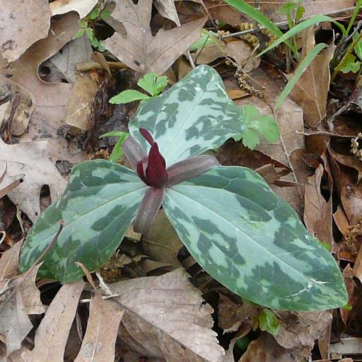 Trillium foetidissimum — search result for 'Trillium'