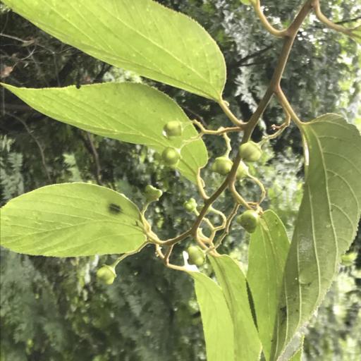 Colubrina greggii other