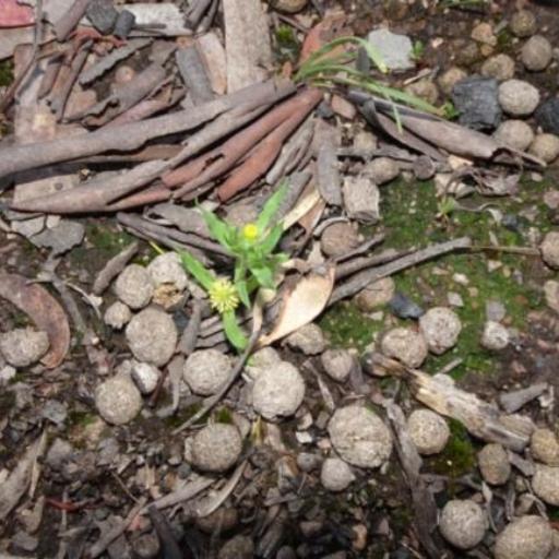 Triptilodiscus pygmaeus other