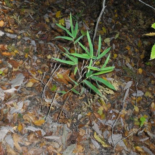 Arundinaria appalachiana — related species from the same genus