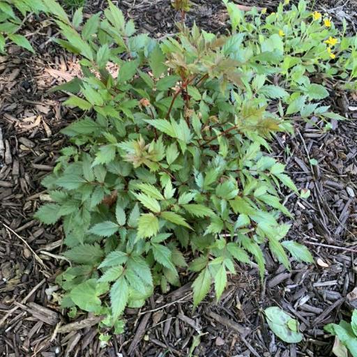 Astilbe × rosea other