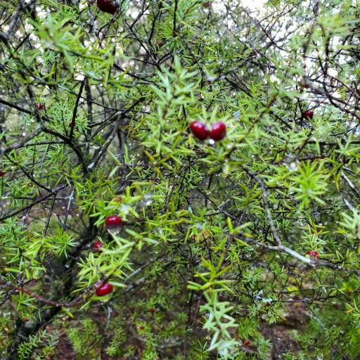 Leptecophylla juniperina — houseplant care guide