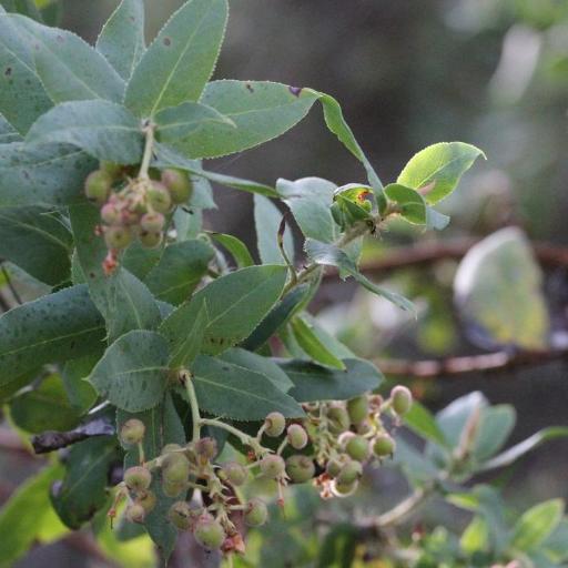 Arctostaphylos andersonii other
