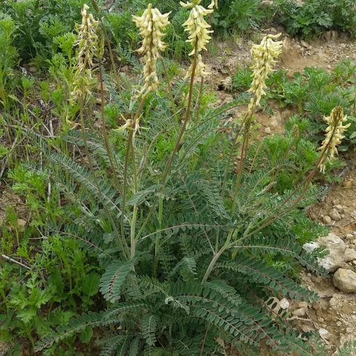 Astragalus trichopodus other