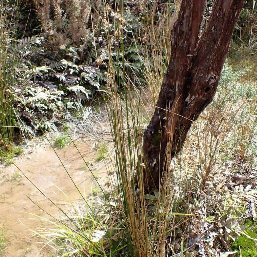 Juncus edgariae other