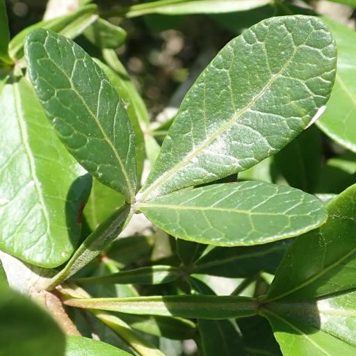 Searsia pterota other