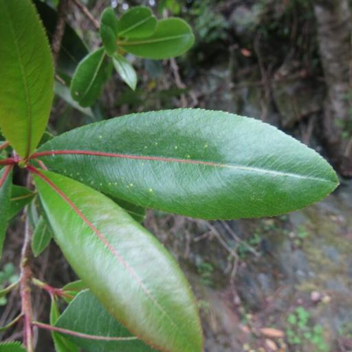 Kageneckia oblonga other