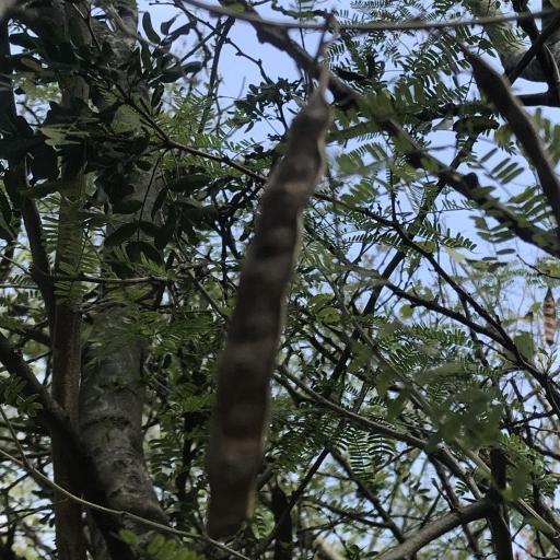 Havardia pallens — search result for 'Mimosa'