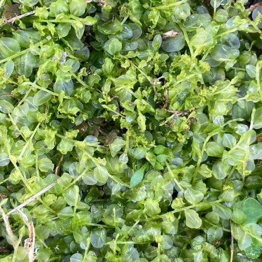 Plagiomnium affine other