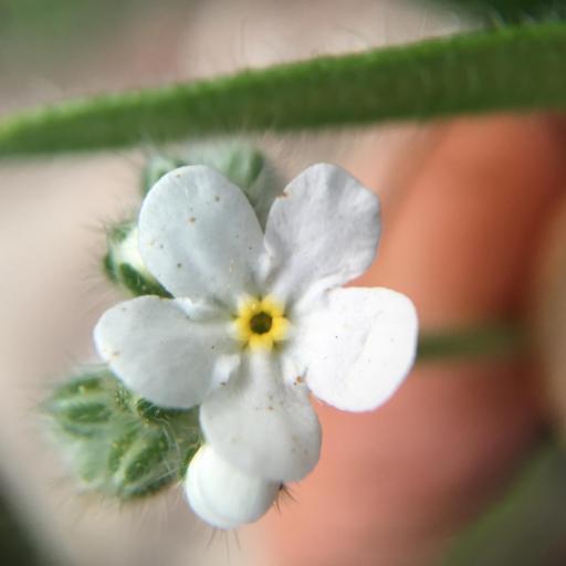 Cryptantha intermedia other