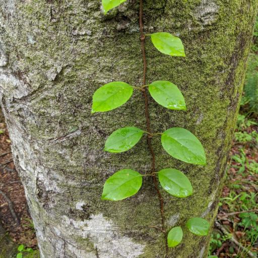 Hydrangea barbara — search result for 'Hydrangea'