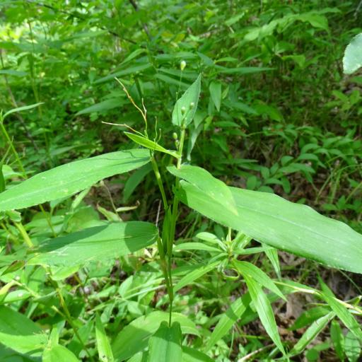 Dichanthelium latifolium — search result for 'Dichanthelium'