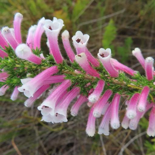 Erica perspicua other
