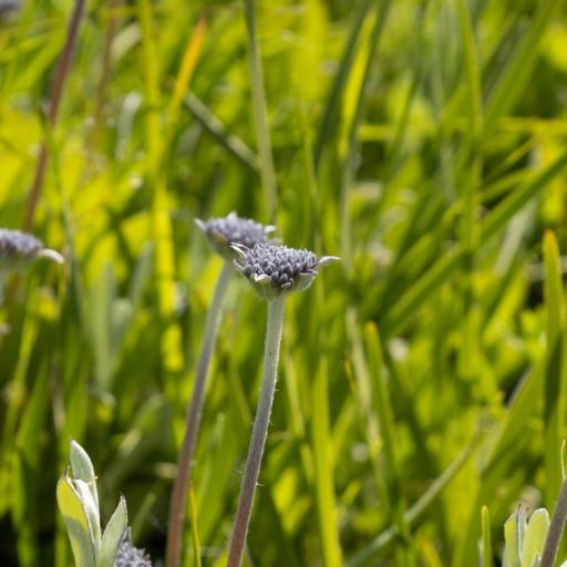 Brunonia australis other