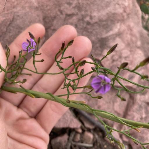 Thysanotus patersonii — related species from the same genus