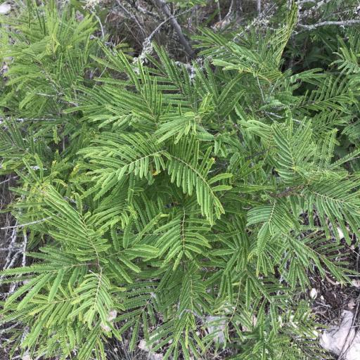 Senegalia berlandieri other