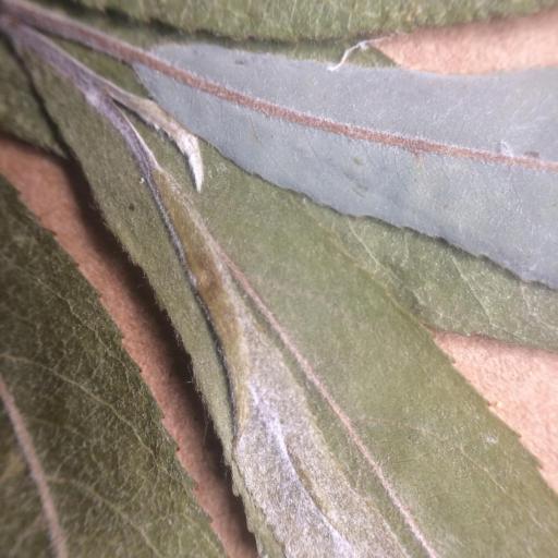 Salix petiolaris other