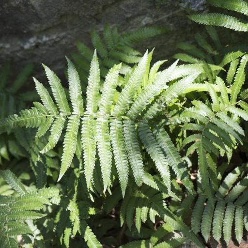 Thelypteris acuminata other