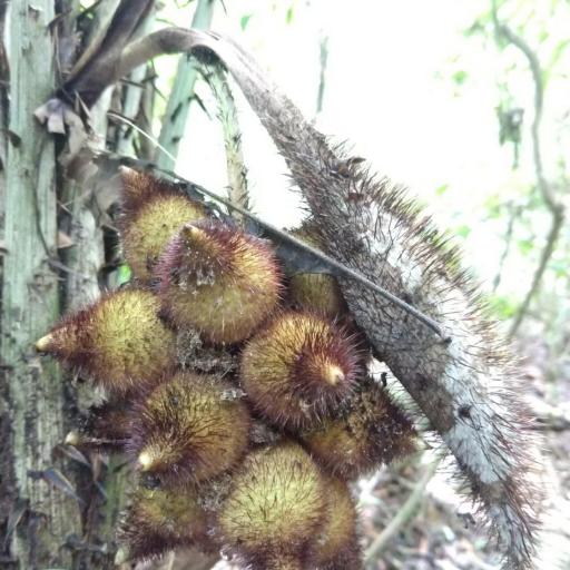 Astrocaryum mexicanum other