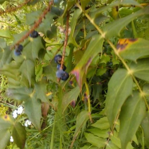 Berberis × hortensis other