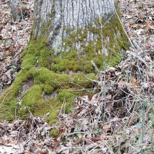 Pseudanomodon attenuatus — houseplant care guide