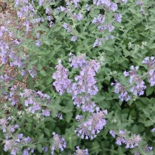 Nepeta × faassenii — search result for 'Nepeta'