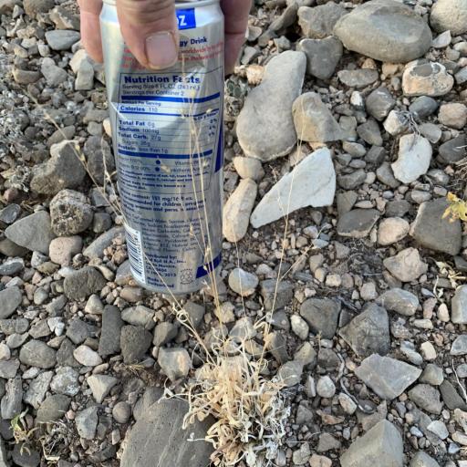 Panicum hallii other