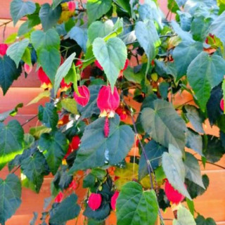 Callianthe megapotamica