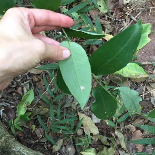 Sclerocroton integerrimus other