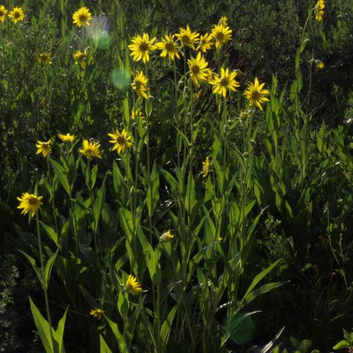 Helianthella quinquenervis other