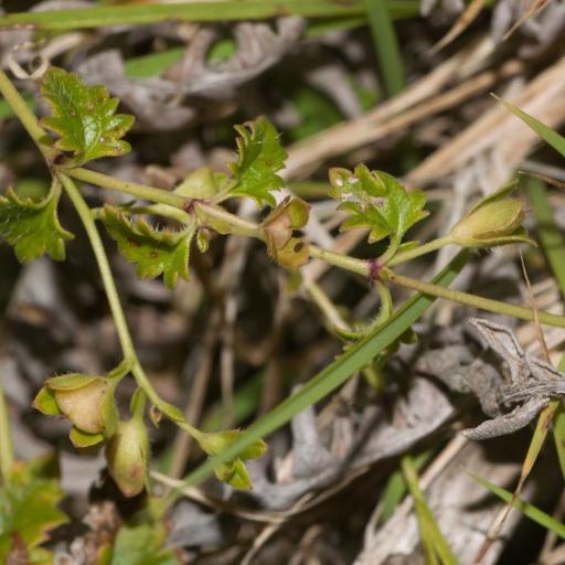 Veronica plebeia — houseplant care guide