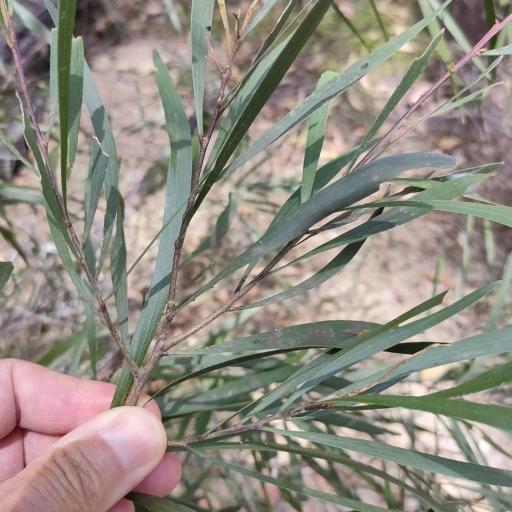 Acacia maidenii — houseplant care guide