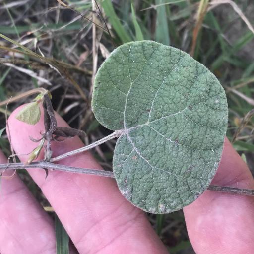 Rhynchosia americana other