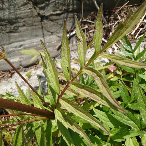 Valeriana excelsa other