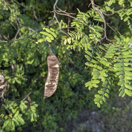 Lysiloma latisiliquum other
