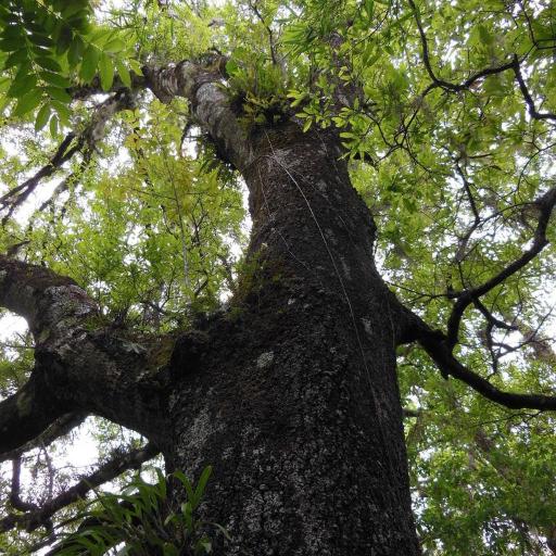 Quercus castanea other