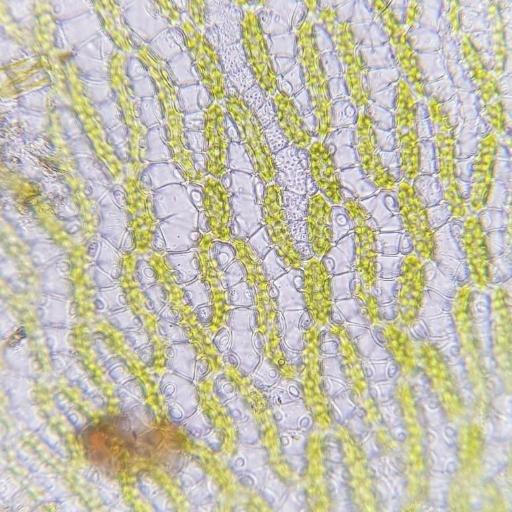 Sphagnum denticulatum other