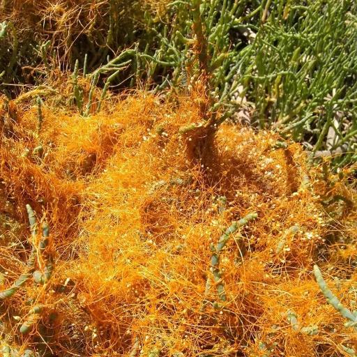 Cuscuta pacifica — houseplant care guide