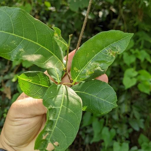 Malaisia scandens — houseplant care guide