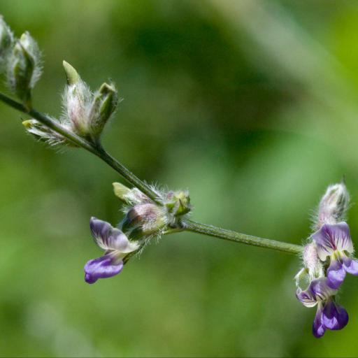 Pediomelum digitatum — related species from the same genus